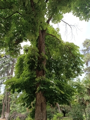 Aesculus hippocastanum