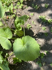 Lunaria annua
