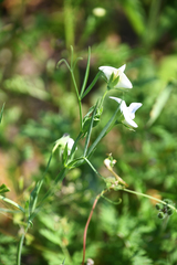 Lathyrus sativus