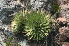 Agave filifera