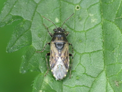 Heterogaster urticae
