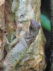 Acanthosaura crucigera