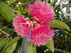 Syzygium siamense
