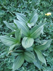 Veratrum lobelianum