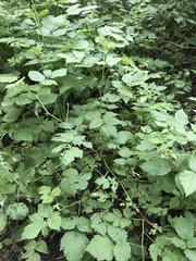 Rubus idaeus