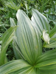 Veratrum lobelianum