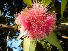 Syzygium siamense