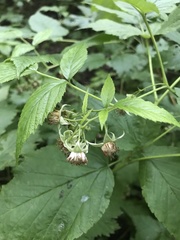 Rubus idaeus
