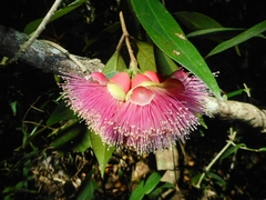 Syzygium siamense