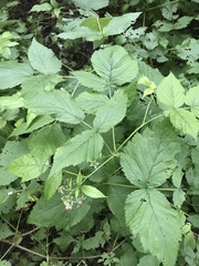 Rubus idaeus