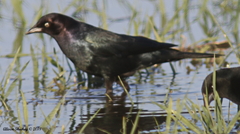 Euphagus cyanocephalus