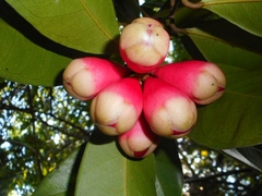 Syzygium siamense