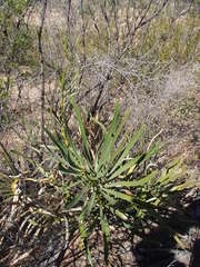 Macrozamia