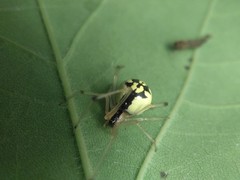 Phylloneta pictipes