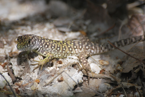 Sierra Nevada Ocellated Lizard, photo 6 of 10