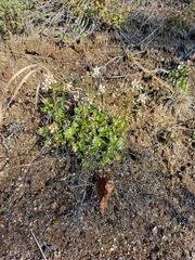 Micranthes nudicaulis