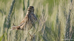 Passerculus sandwichensis