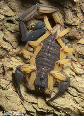 Centruroides bicolor