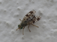 Tephritis nigricauda