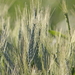 Triticale - Photo (c) Nature Ali, some rights reserved (CC BY-NC-ND), uploaded by Nature Ali