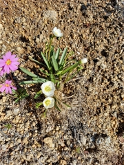 Claytonia acutifolia