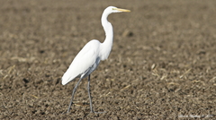 Ardea alba