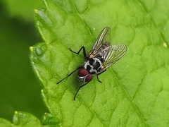 Anthomyia pluvialis