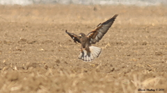 Buteo swainsoni