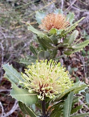 Banksia ilicifolia