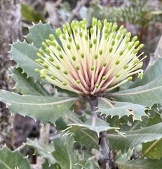 Banksia ilicifolia