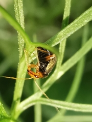 Halticus luteicollis