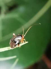 Halticus luteicollis