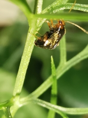 Halticus luteicollis