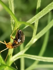 Halticus luteicollis