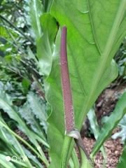 Anthurium plowmanii