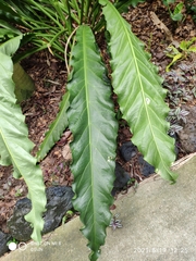 Anthurium plowmanii