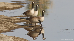 Branta canadensis
