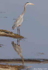 Ardea herodias