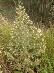 Echium italicum