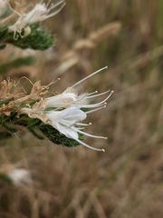 Echium italicum