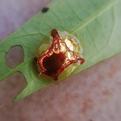 Aspidimorpha furcata