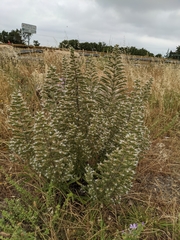 Echium italicum