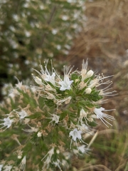 Echium italicum