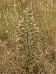 Echium italicum