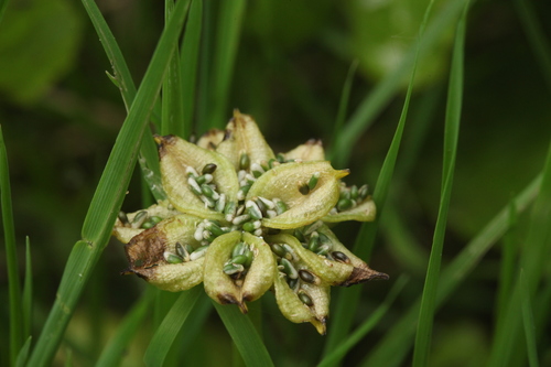 Caltha palustris iNat (2)