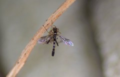 Vermileo