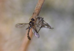 Vermileo