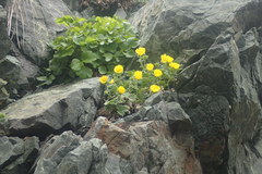 Potentilla fragiformis