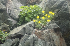 Potentilla fragiformis