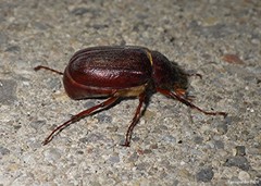 Phyllophaga rugosa